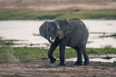 Elephants drinking water