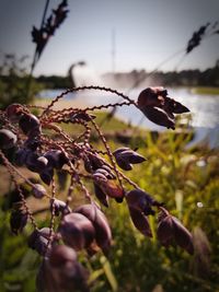 Close-up of flowering plant against sky during sunset