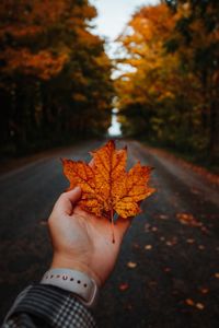 Cropped hand holding maple leaf on road