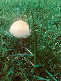 Close-up of mushroom growing on field