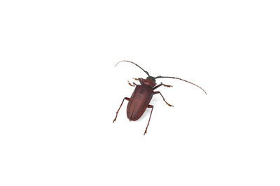 Close-up of insect on white background