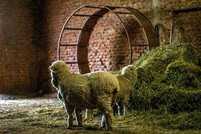 Sheep in farm