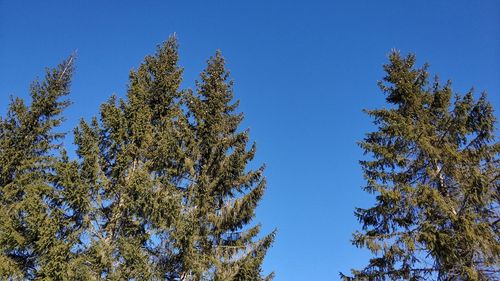 Low angle view of trees against clear blue sky