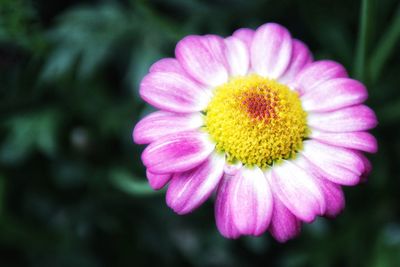 Close-up of pink flowers