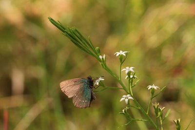 animal wildlife