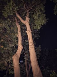 Low angle view of tree trunk at night