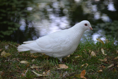 Close-up of white duck on land