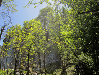 Low angle view of trees in forest