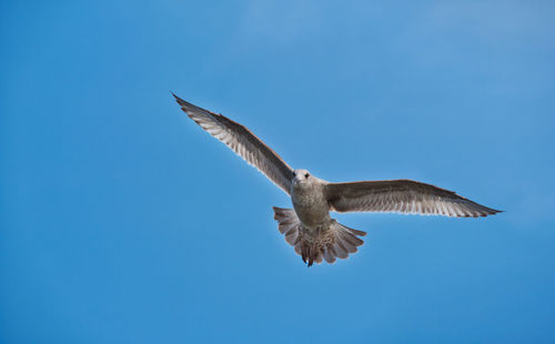 Low angle view of eagle flying against clear blue sky