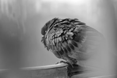 Close-up of a bird perching on wood