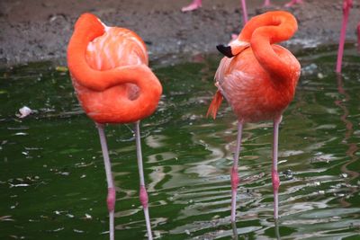 Birds in a lake