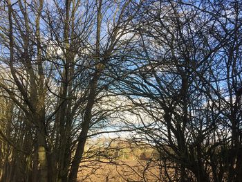 Low angle view of trees against sky