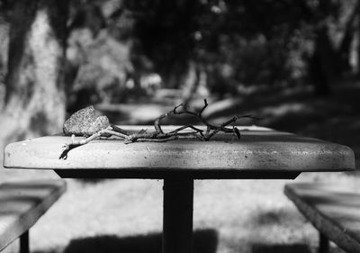 Close-up of lizard on metal railing