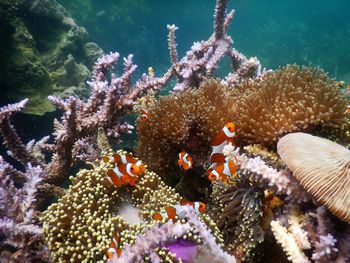 Close-up of fish underwater