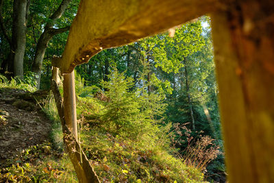 Close-up of tree trunk in forest