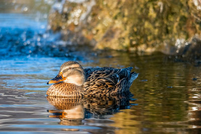 Close-up of duck swimming in lake