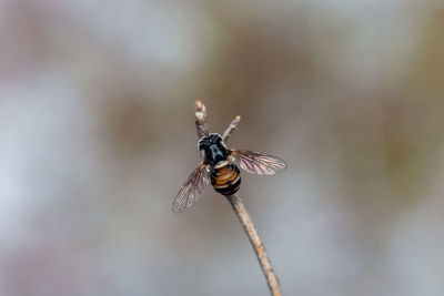 Close-up of bee pollinating