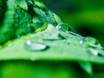 Close-up of water drops on leaf