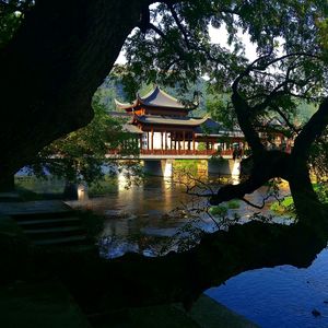 Reflection of trees in water