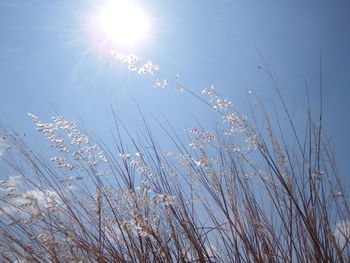 Low angle view of stalks against blue sky on sunny day