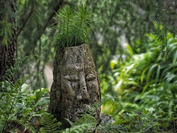 Close-up of pine tree trunk in forest