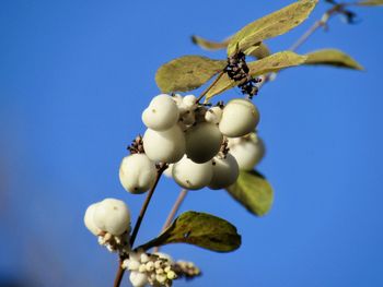 Low angle view of insect against clear blue sky