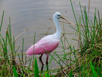 Rosette spoonbill at the preserve 