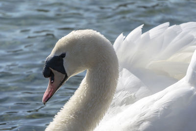 Close-up of swan swimming in lake