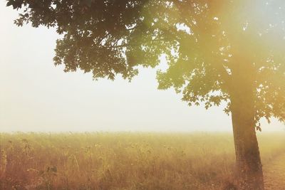 Trees on grassy field against sky during foggy weather