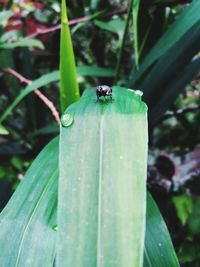 Close-up of fly on leaf