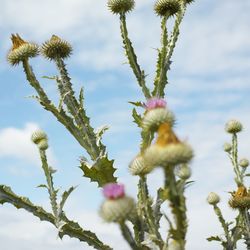 Close-up of thistle blooming on plant against sky