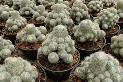 High angle view of succulent plants at market in pot