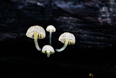 Close-up of white mushrooms