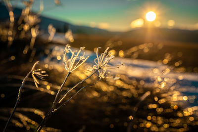 Close-up of iced plants growing on field during sunset