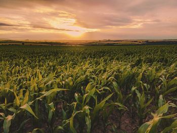 Scenic view of agricultural field against sky during sunset