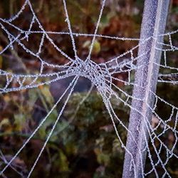 Close-up of spider on web