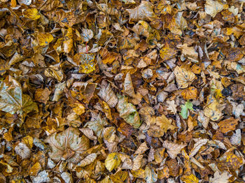 Autumn background of different types of fallen wooden leaves with selective focus