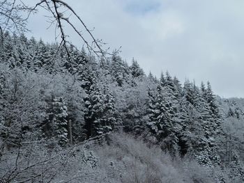 Snow covered trees in forest against sky