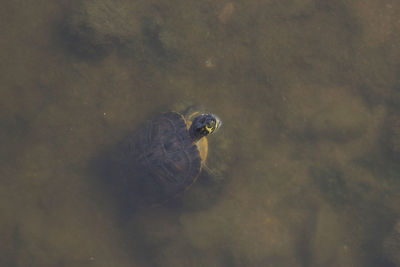 High angle view of turtle in lake