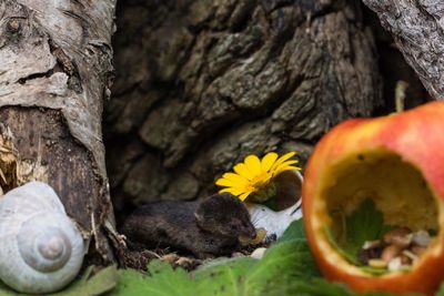 Close-up of apple against shrew