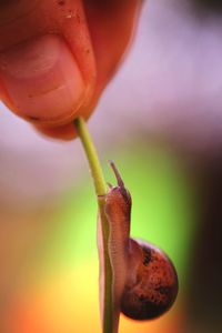 Close-up of snail on plant