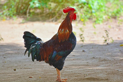 Close-up of rooster on land