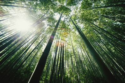 Low angle view of bamboos in forest