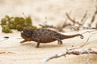 Close-up of crab on sand