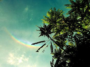 Low angle view of tree against sky