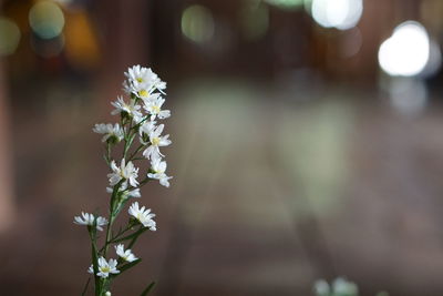 Close-up of white flowering plant