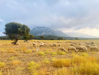 Scenic view of field against sky