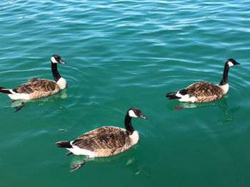 High angle view of ducks swimming in lake