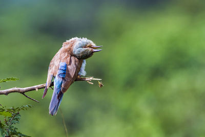 Close-up of bird perching on branch