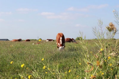 View of an animal on grass